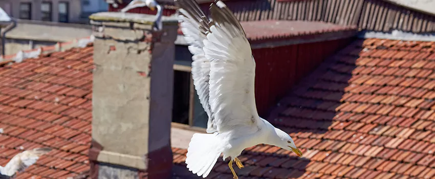 Residential Chimney Animal Removal Solution in Lebanon, OR